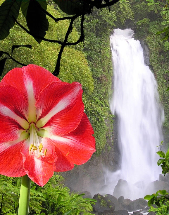 Grenada Rain Forest Hiking